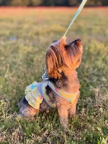 Step n Go Harness Dress Set for Dogs Butterfly Print 4 LBS to 25 LBS Tunics Vintage classic Step n Go Harness Dress Set for Dogs Butterfly Print 4 LBS to 25 LBS Tunics Vintage classic